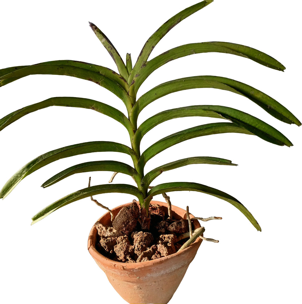 Seeds Orchid Plant