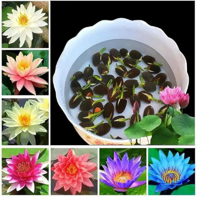 Exotic Lotus seeds beautify Home