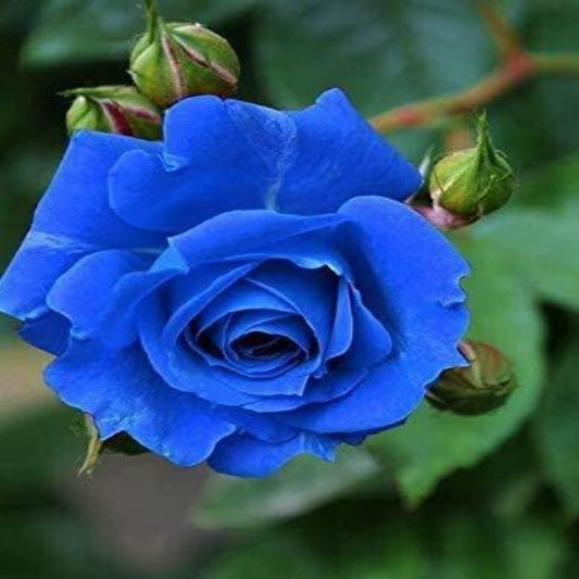Seeds Blue Rose Plant