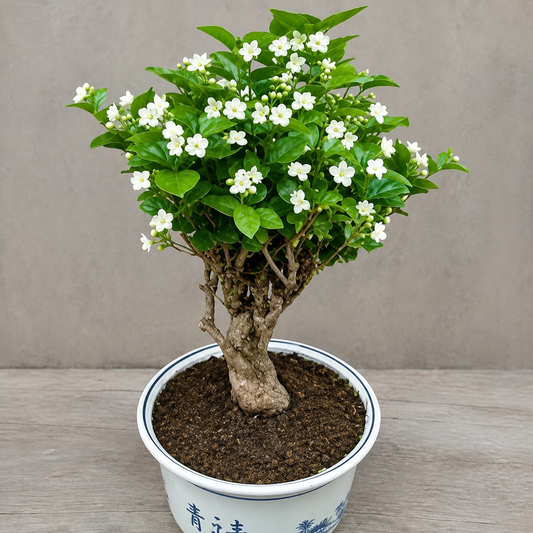 Double Jasmine Seeds