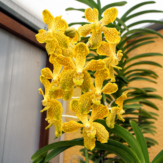 Seeds Orchid Plant