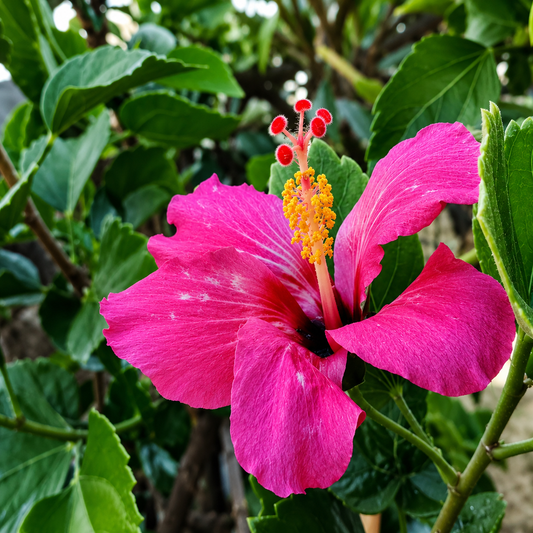 Seeds Hibiscus Pink