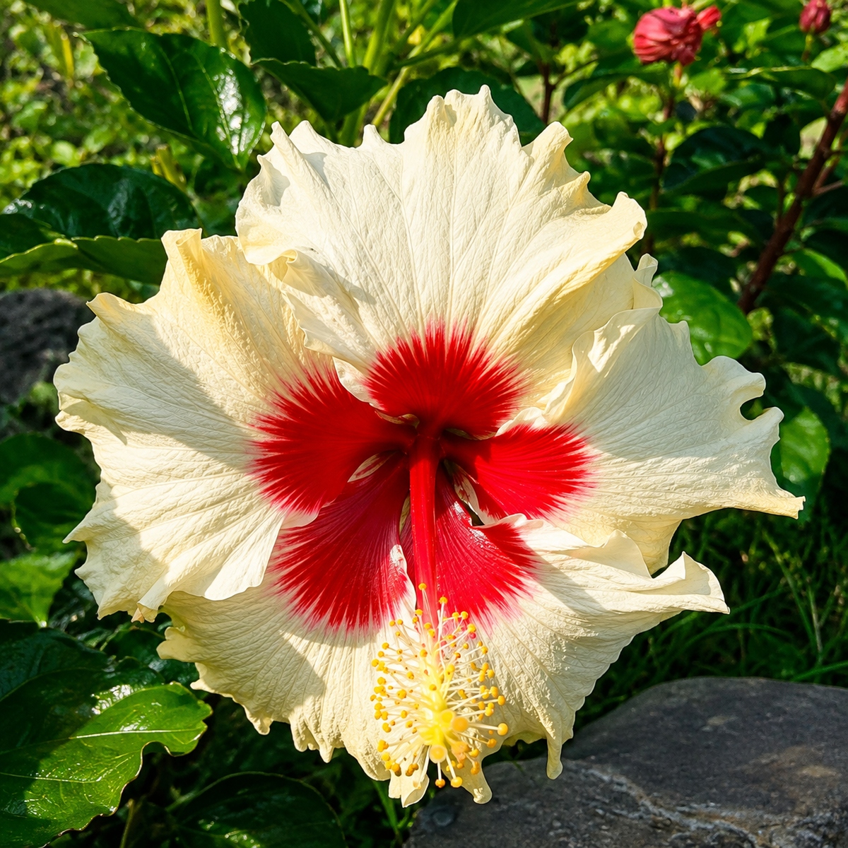 Seeds Hibiscus