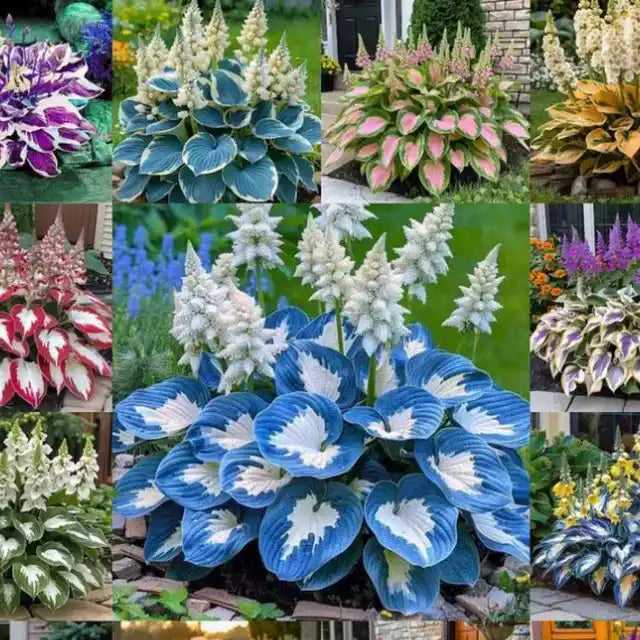 Shade-Tolerant and Cold-Hardy Hosta Flowers